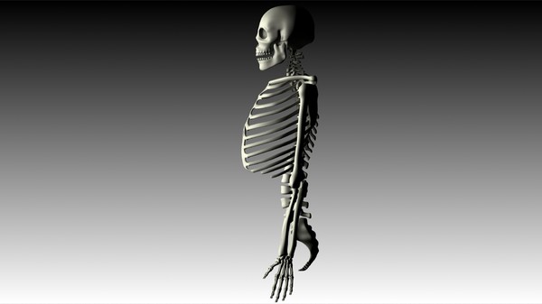 maya human skeleton - Skeleton (top) by philbert2286